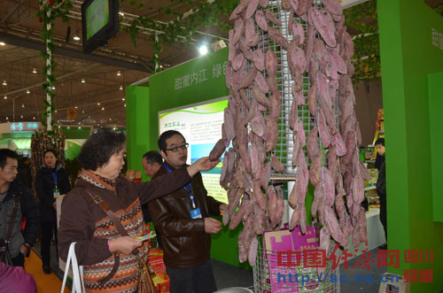 成都农博会内江展示甜紫薯