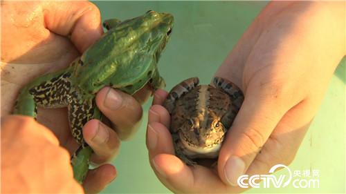 江苏溧阳90后罗子攀养青蛙年赚百万 会变色的财富