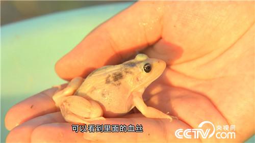 江苏溧阳90后罗子攀养青蛙年赚百万