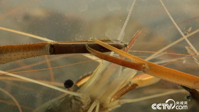 浙江省湖州市汤宇伟养罗氏沼虾